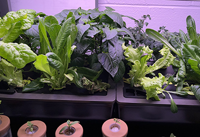 Gardens for All Program